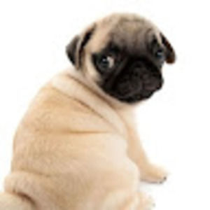 Meet your Posher, Nyah